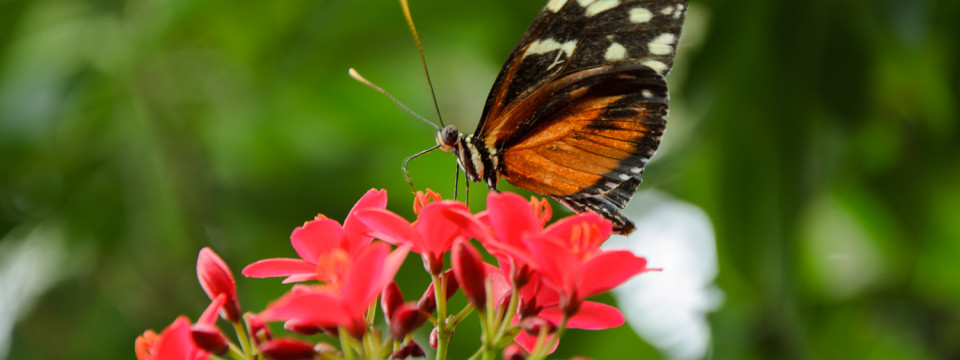 Butterfly and Red Flower