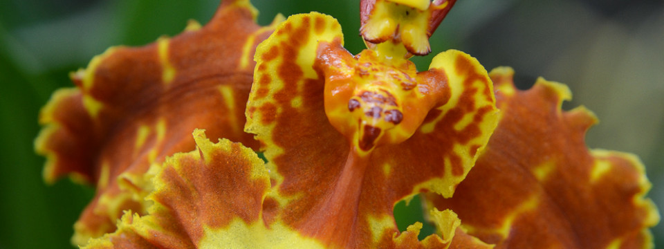 Yellow and Orange Orchid