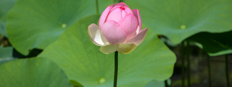 Single Water Lily