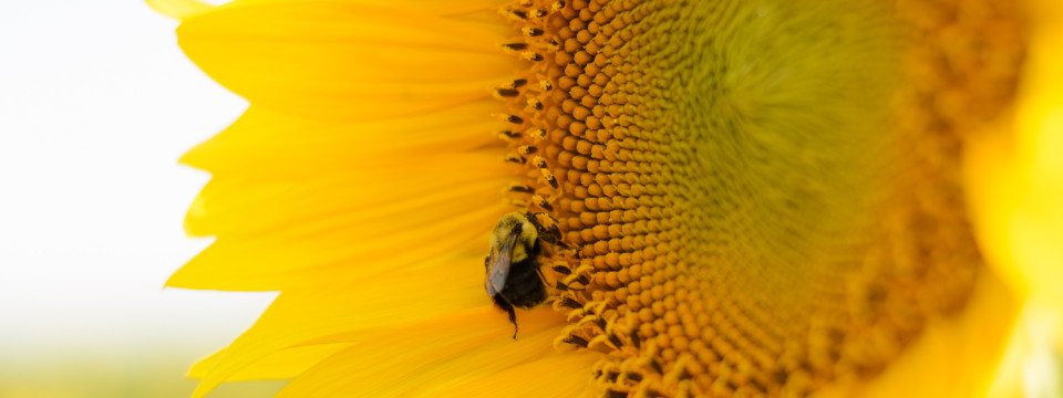 Sunflower and Bumble Bee